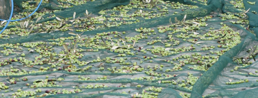 campagna-olearia-oleificio-mafrolla